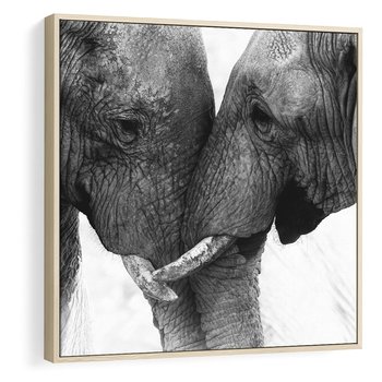 Obraz w ramie 50x50 - Spotkanie Mądrości - fotografia czarno biała, dwa słonie - rama drewno