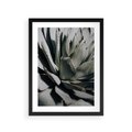 Plakat w ramie 30x40 - Sukulenty wśród kaktusów - sukulenty, kaktusy - rama czarna