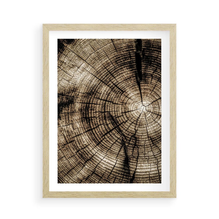 Plakat w ramie 50x70 - Natura Pod Lupą - pień drzewa, przekrój - rama drewno