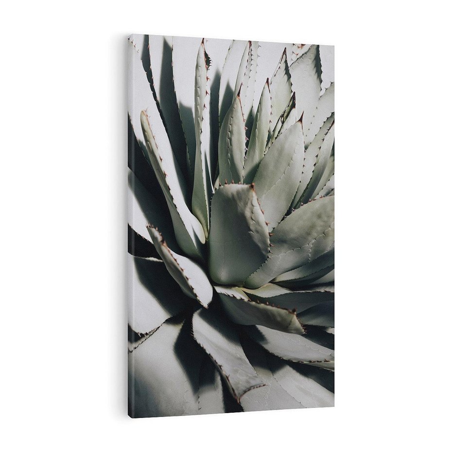 Obraz na płótnie 70x100 - Sukulenty wśród kaktusów - sukulenty, kaktusy