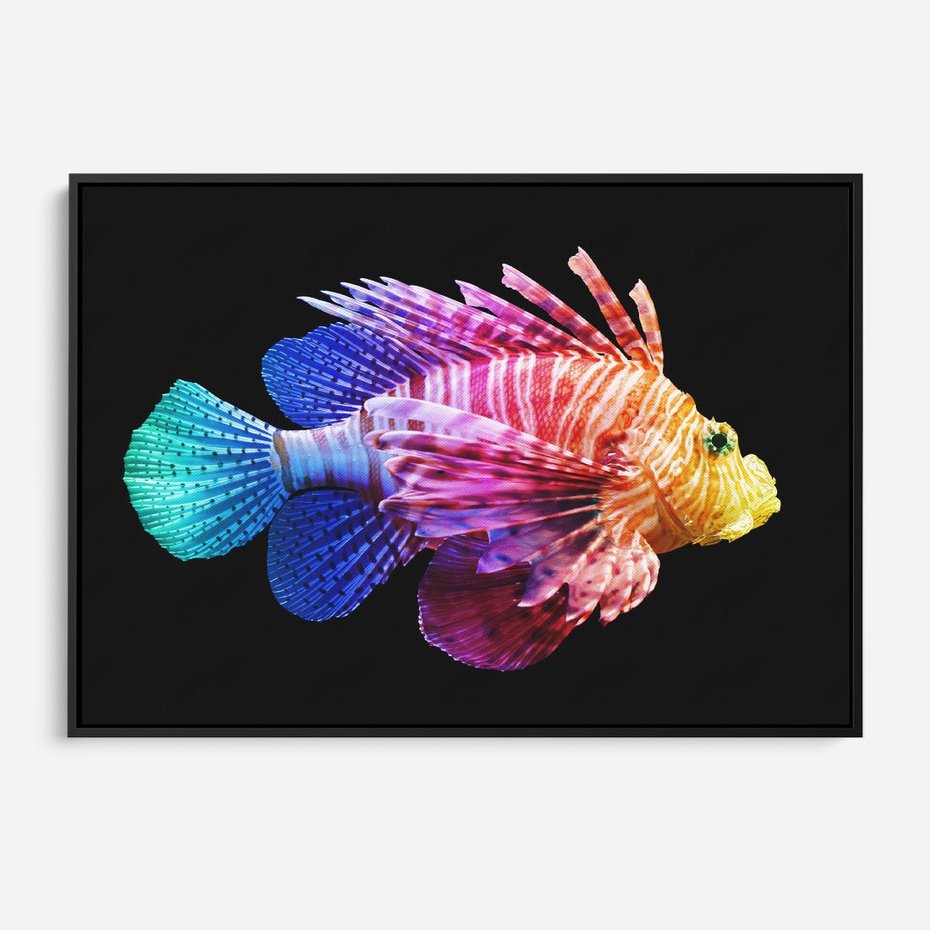 Obraz w ramie 70x50 - Tęczowa Piękność - kolorowa tęczowa ryba, mocny akcent na czarnym tle - rama czarna
