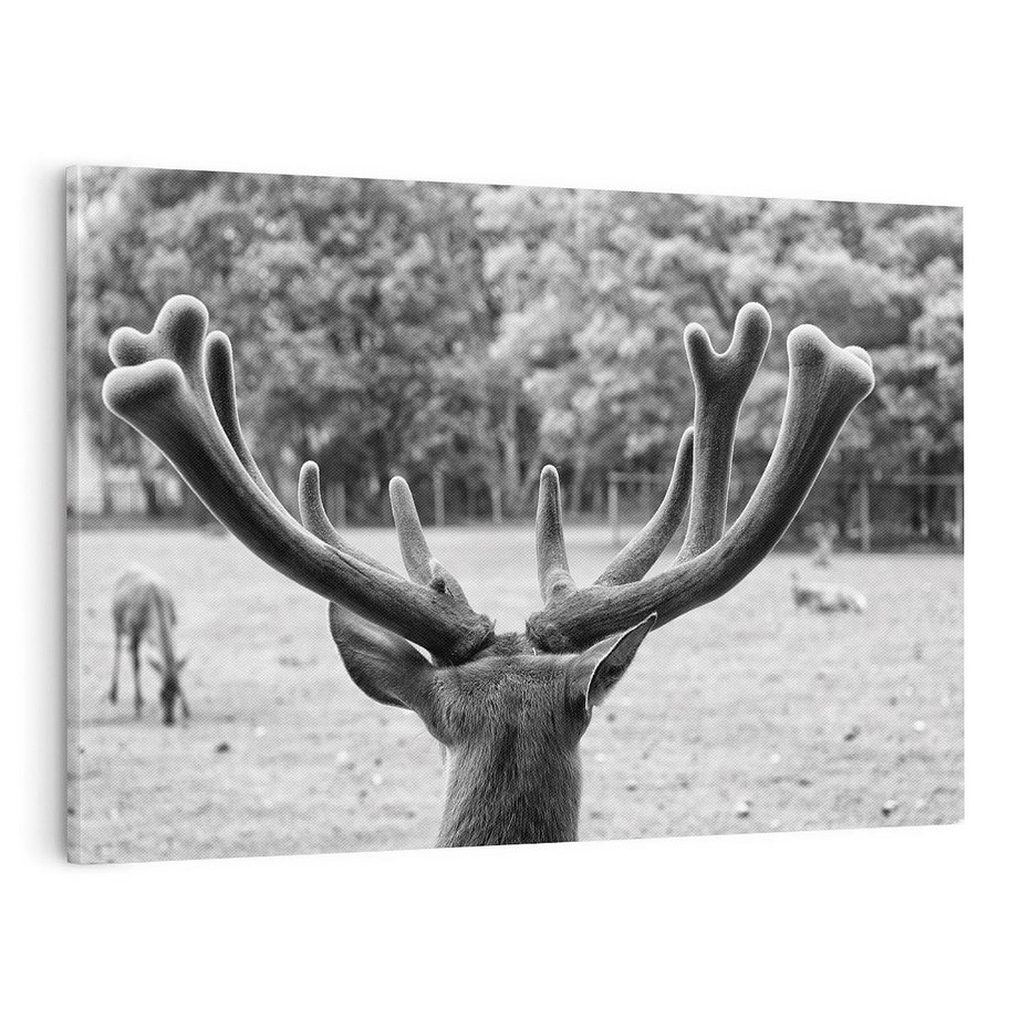 Obraz na płótnie 120x80 - Przygubione motyle marzeń - fotografia czarno biała, młody jeleń w zagrodzie
