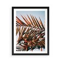 Plakat w ramie 50x70 - Tropikalna Harmonia - palma, liście palmy - rama czarna