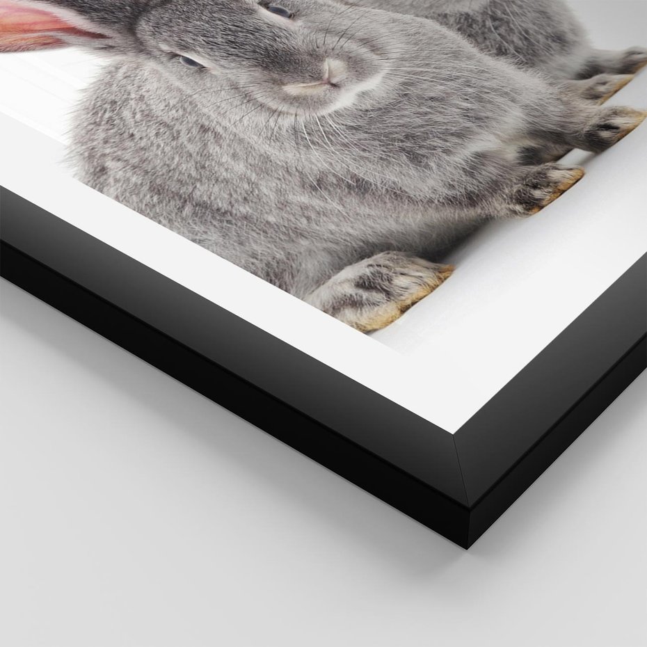 Plakat w ramie 40x50 - Uroczy królik wśród natury - królik, zając - rama czarna