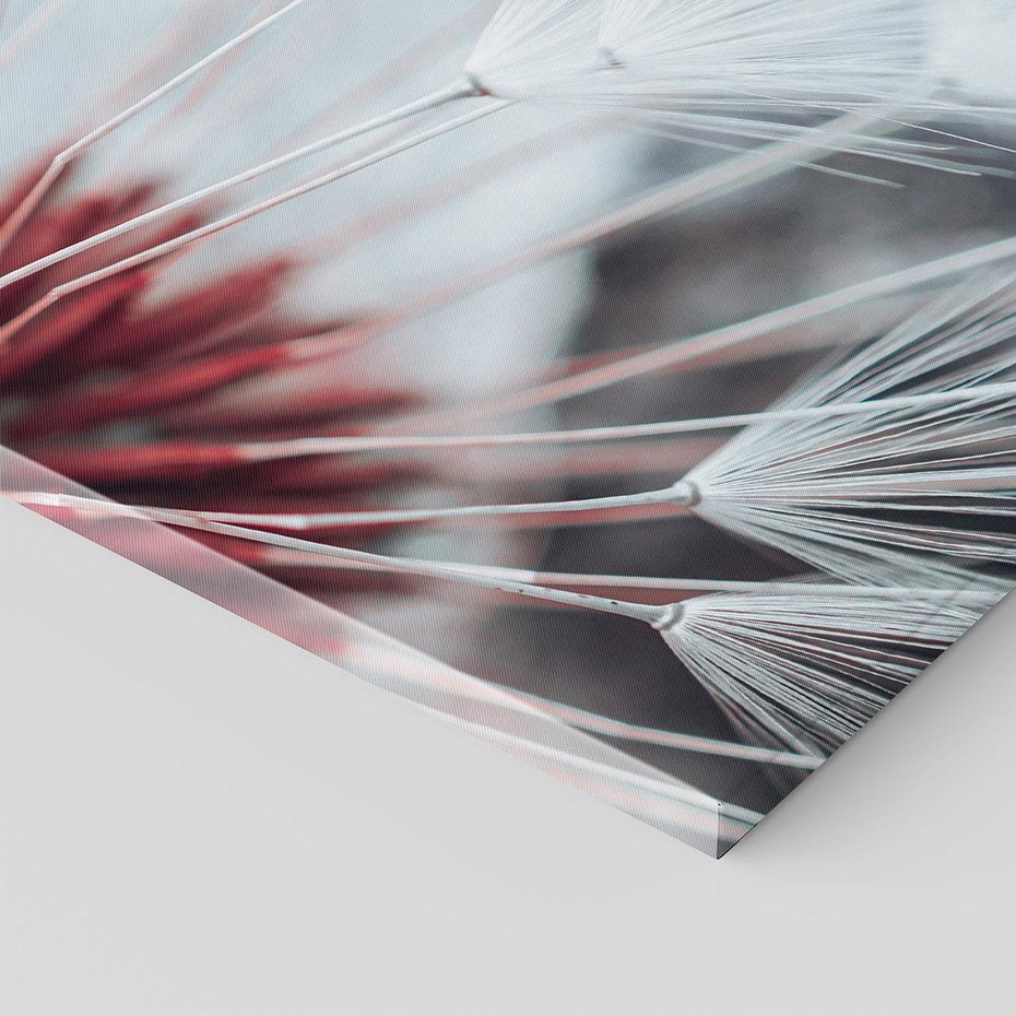 Obraz na płótnie 40x40 - Makro świat dmuchawca - dmuchawiec, makro