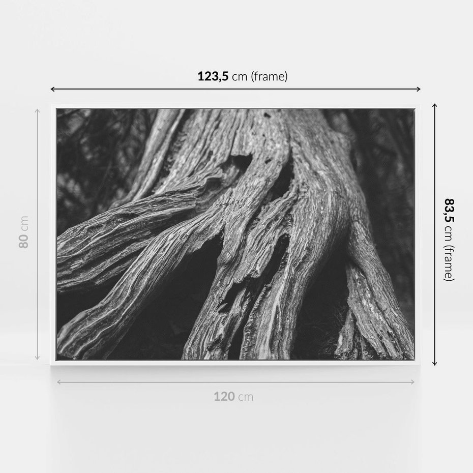 Obraz w ramie 120x80 - Siła Natury - czarno biała fotografia, korzenie wielkiego drzewa - rama biała