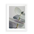 Plakat w ramie 50x70 - Zbliżenie Liści Eukaliptusa - eukaliptus, zbliżenie - rama biała