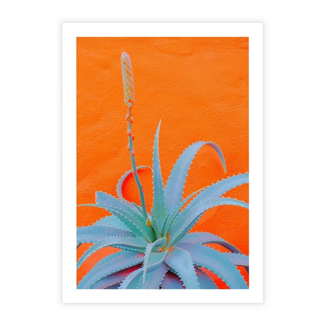 Plakat bez ramy 21x30 - Naturalna Harmonia - kaktusy, liście