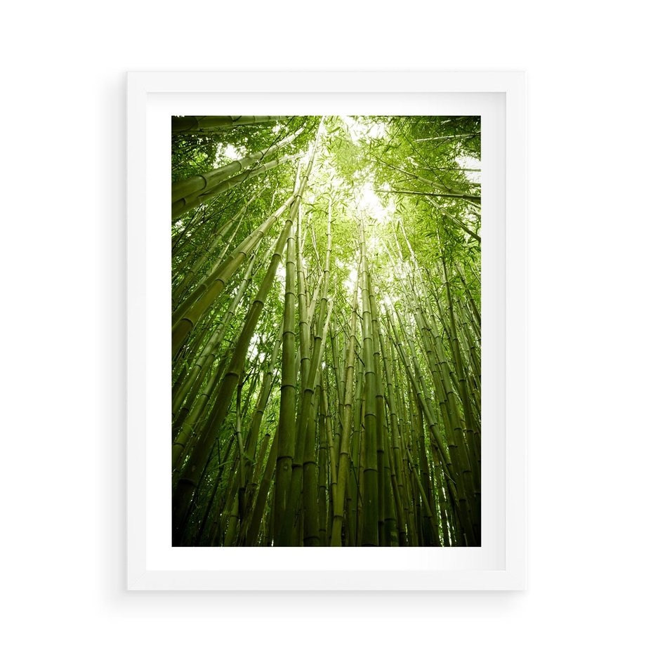 Plakat w ramie 50x70 - Siła Natury - drzewa, las - rama biała