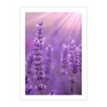 Plakat bez ramy 30x40 - Fioletowa harmonia lawendy - lawenda, fiolet