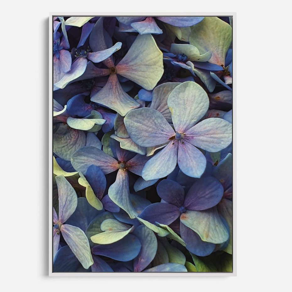 Obraz w ramie 80x120 - Hortensja - delikatność kwiatów - hortensja, kwiaty - rama biała