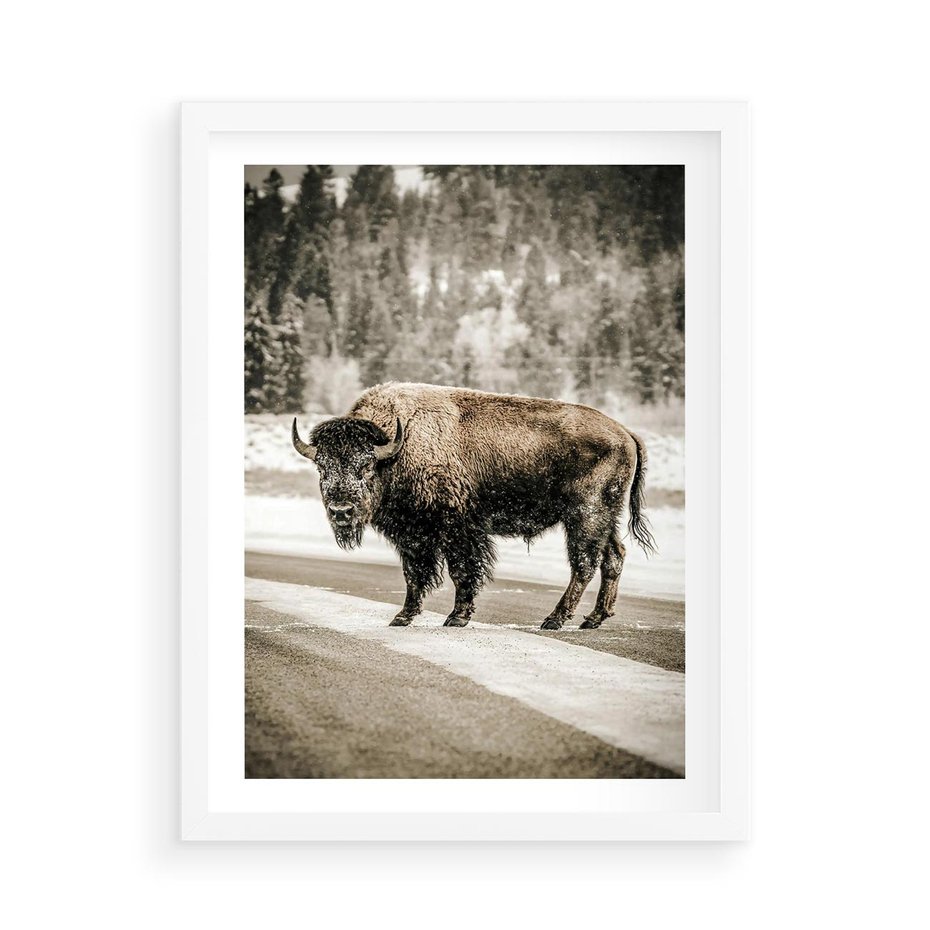 Plakat w ramie 50x70 - Spotkanie z Żubrem na Leśnej Drodze - żubr, las - rama biała