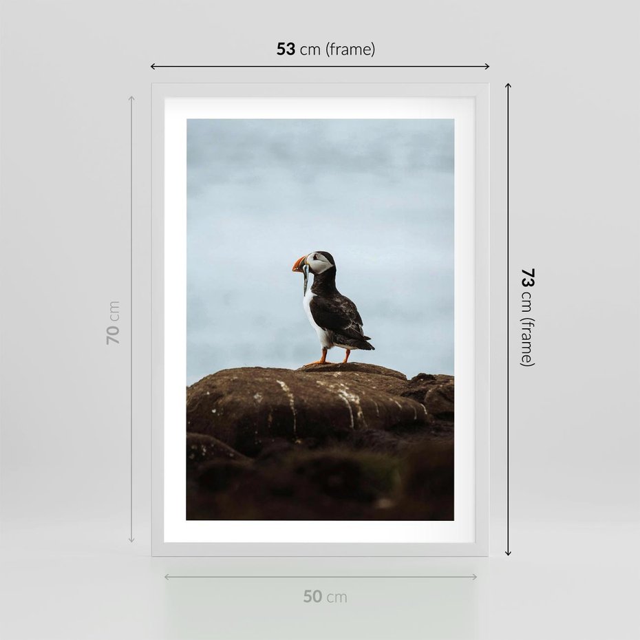 Plakat w ramie 50x70 - Portret Ptaka Morskiego - maskonur, ptak - rama biała