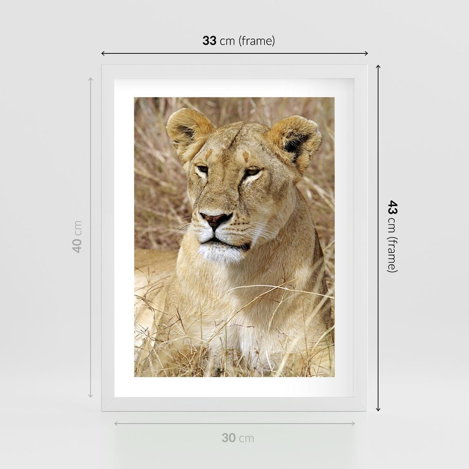 Plakat w ramie 30x40 - Potęga lwów w Afryce - lew, lwica - rama biała