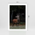 Plakat bez ramy 21x30 - Spotkanie z naturą - jeleń, las