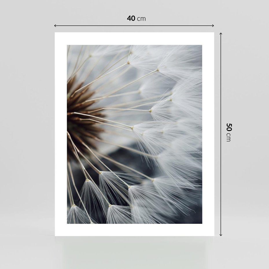 Plakat bez ramy 40x50 - Dmuchawce w Naturze - dmuchawiec, zbliżenie