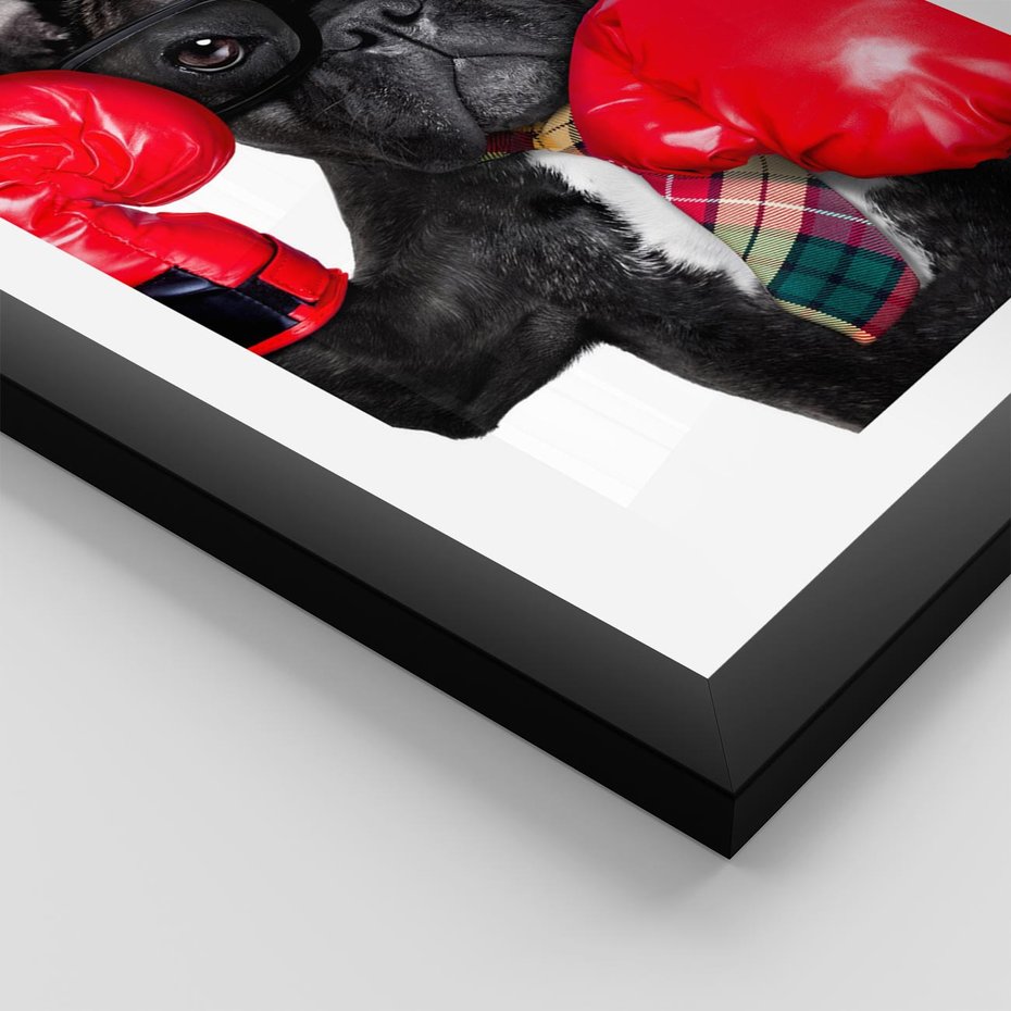 Plakat w ramie 50x70 - Boksujący mops - pies - boks, mops - rama czarna