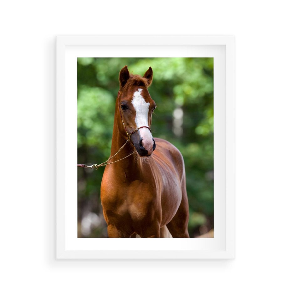 Plakat w ramie 40x50 - Portret Szlachetnego Konia - koń, portret - rama biała
