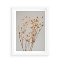 Plakat w ramie 50x70 - Delikatne gipsówki - gipsówka, suche - rama biała