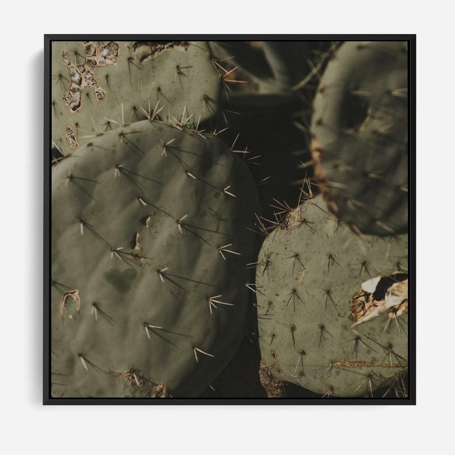 Obraz w ramie 50x50 - Urok Egzotyki - kaktusy, boho - rama czarna