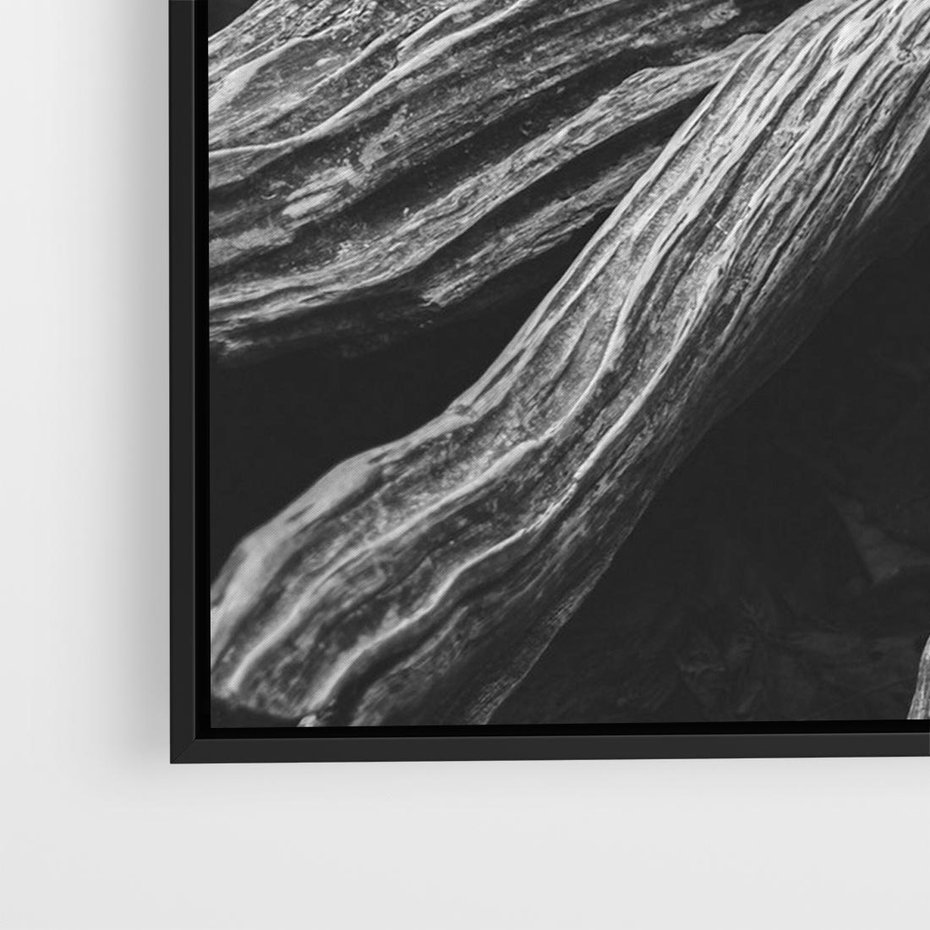 Obraz w ramie 70x50 - Siła Natury - czarno biała fotografia, korzenie wielkiego drzewa - rama czarna