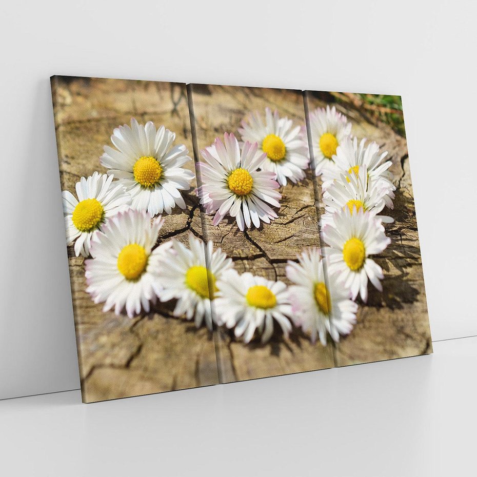 Obraz na płótnie 120x80 - Stokrotki w naturalnym otoczeniu - stokrotki, natura