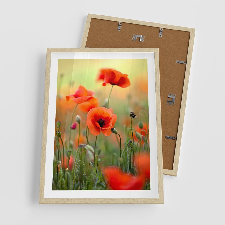Plakat w ramie 50x70 - Makowa Pasja - maki, kwiaty - rama drewno