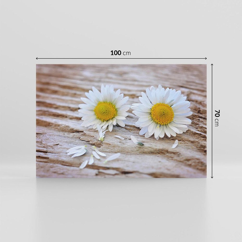 Obraz na płótnie 100x70 - Stokrotkowa Delikatność - stokrotka, kwiaty