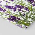 Obraz na płótnie 70x70 - Fioletowa harmonia lawendy - lawenda, fiolet
