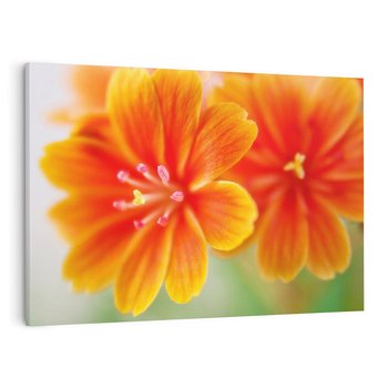 Obraz na płótnie 100x70 - Urok kwiatów - kwiat, kwiaty