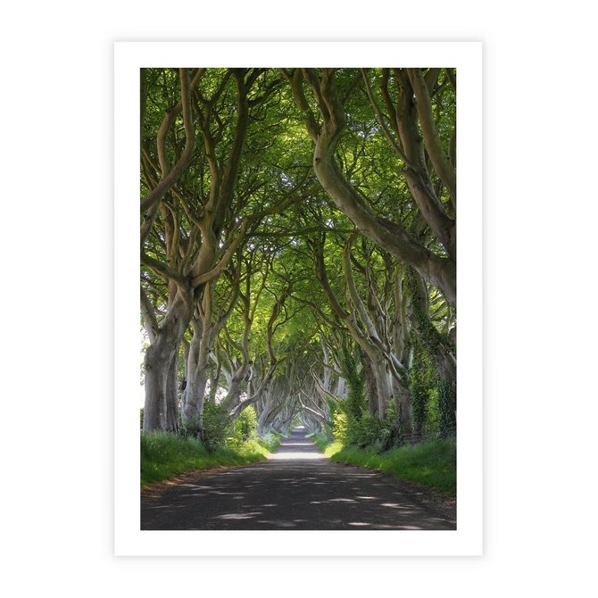 Plakat bez ramy 21x30 - Magiczny Las - drzewa, las