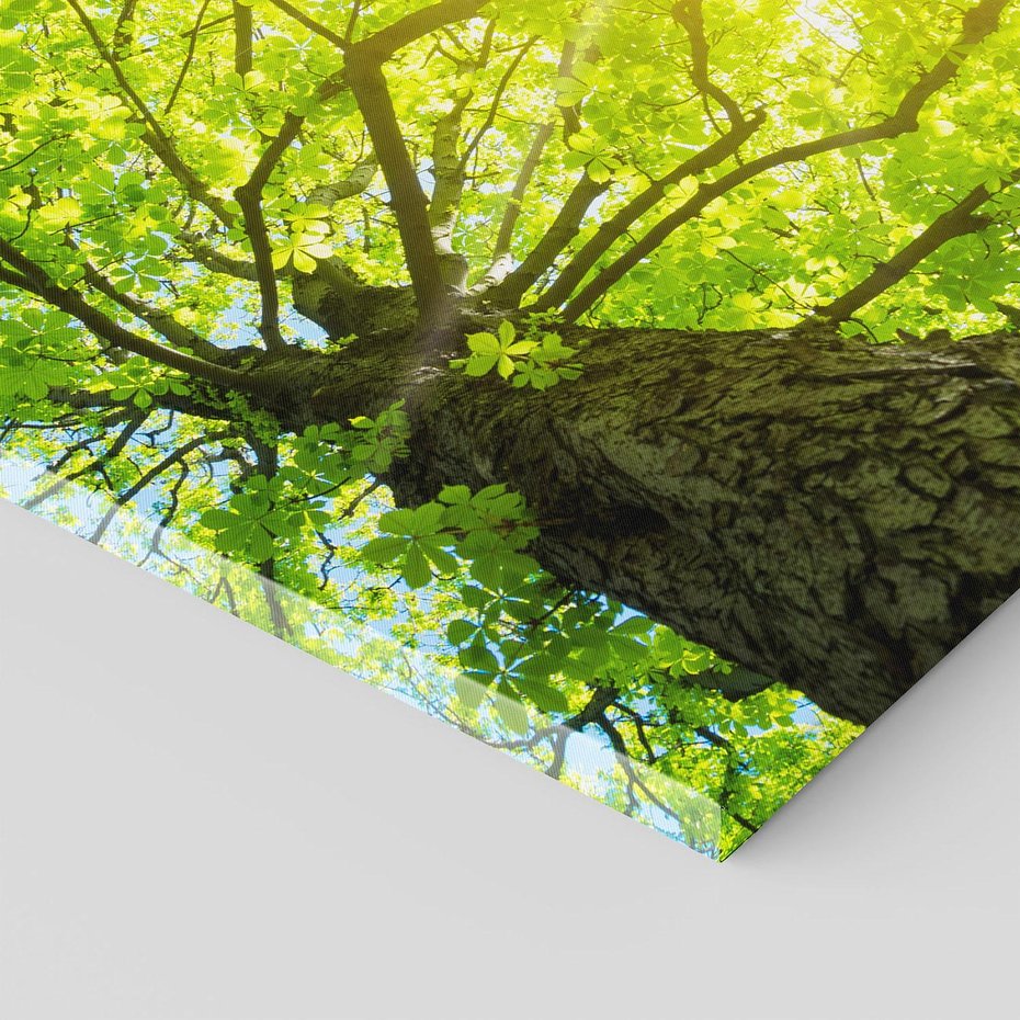 Obraz na płótnie 40x40 - Drzewo pod Słońcem: Łączność z Naturą - drzewo, słońce