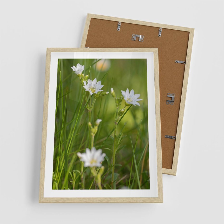 Plakat w ramie 50x70 - Kolorowa łąka - stokrotki, łąka - rama drewno