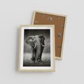 Plakat w ramie 30x40 - Majestatyczny słoń Afryki - słoń, Afryka - rama drewno