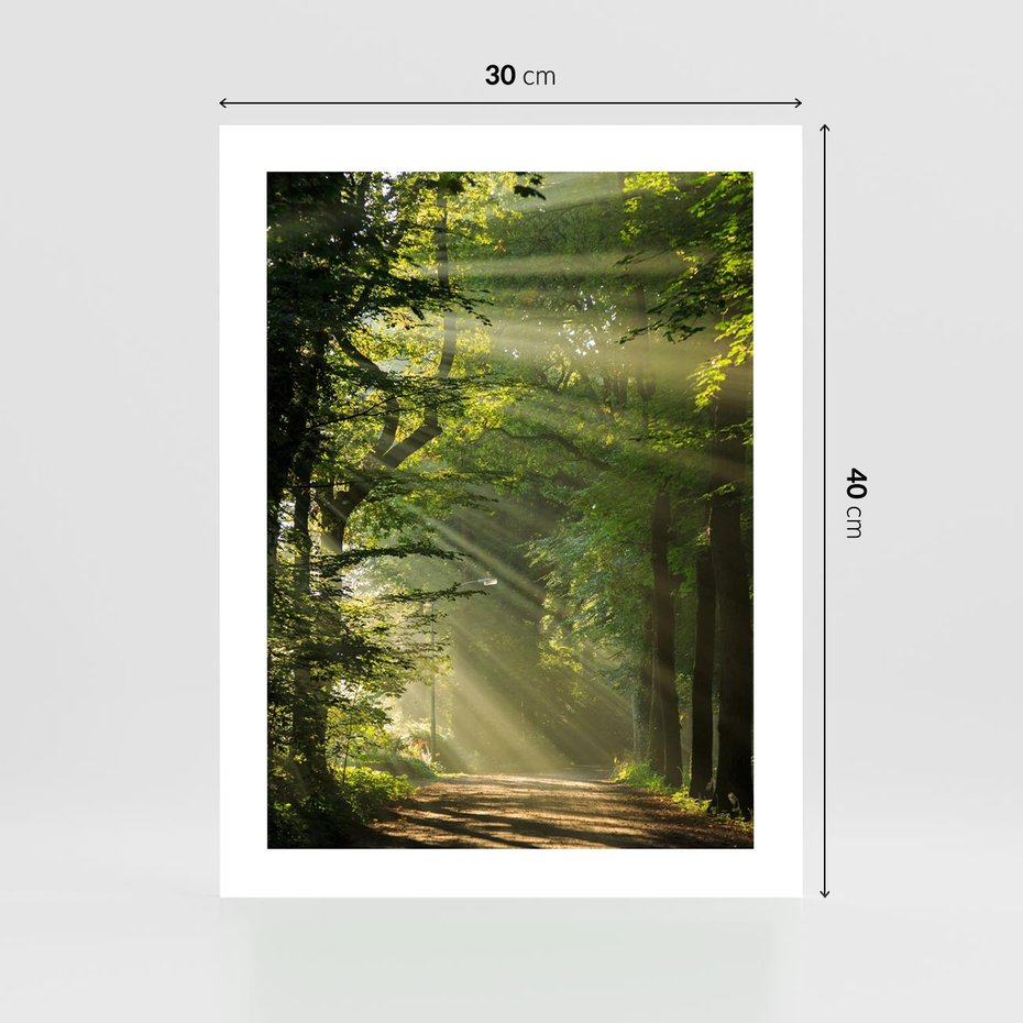 Plakat bez ramy 30x40 - harmonia natury - las, drzewa