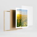 Plakat w ramie 40x50 - Idylla na łące słoneczników - łąka, słoneczniki - rama drewno
