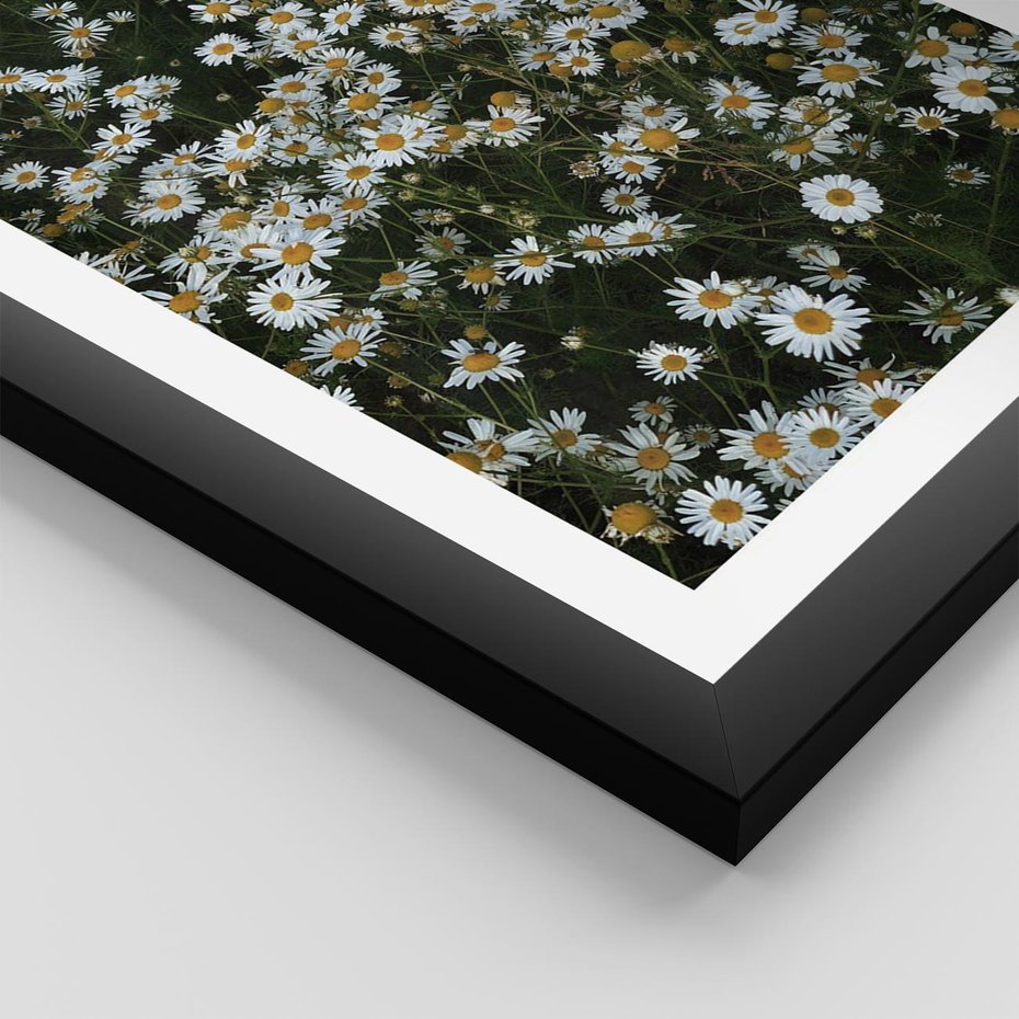 Plakat w ramie 30x40 - Stokrotkowa Idylla na Łące - łąka, stokrotki - rama czarna