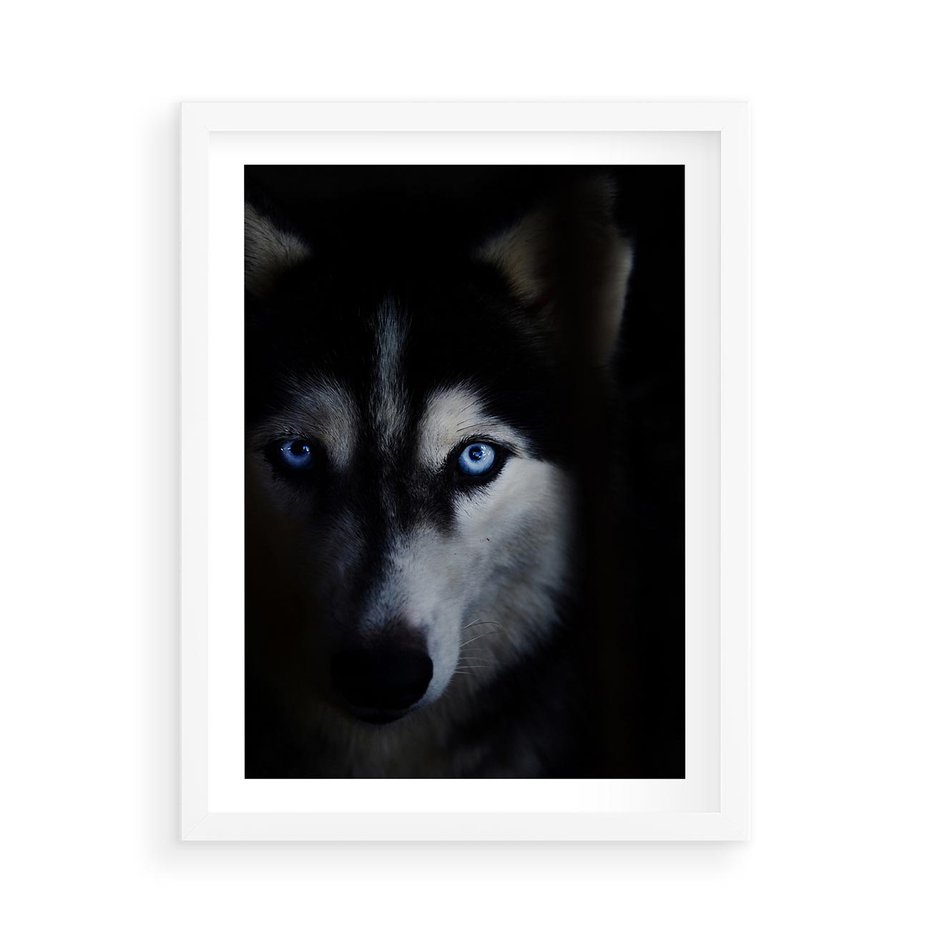 Plakat w ramie 50x70 - Wilk i husky: siła przyjaźni - wilk, husky - rama biała