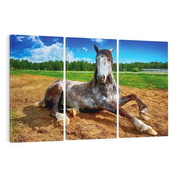 Obraz na płótnie 120x80 - Konie - siła natury - koń, konik