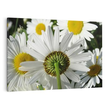 Obraz na płótnie 120x80 - Stokrotki w pełnym rozkwicie - stokrotki, kwiaty