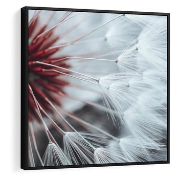 Obraz w ramie 50x50 - Makro świat dmuchawca - dmuchawiec, makro - rama czarna