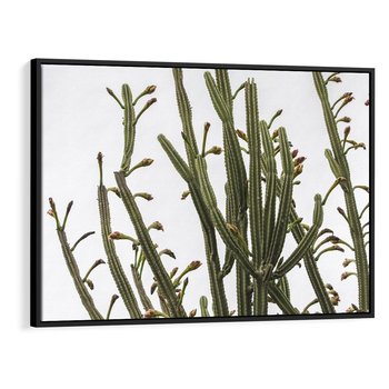Obraz w ramie 70x50 - Ekskluzywna Roślinność - kaktusy, liście - rama czarna