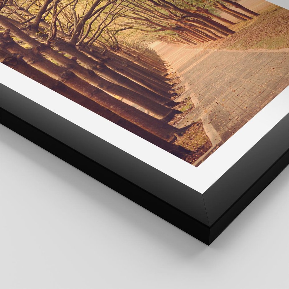 Plakat w ramie 40x50 - Wędrówka między drzewami - droga, drzewa - rama czarna