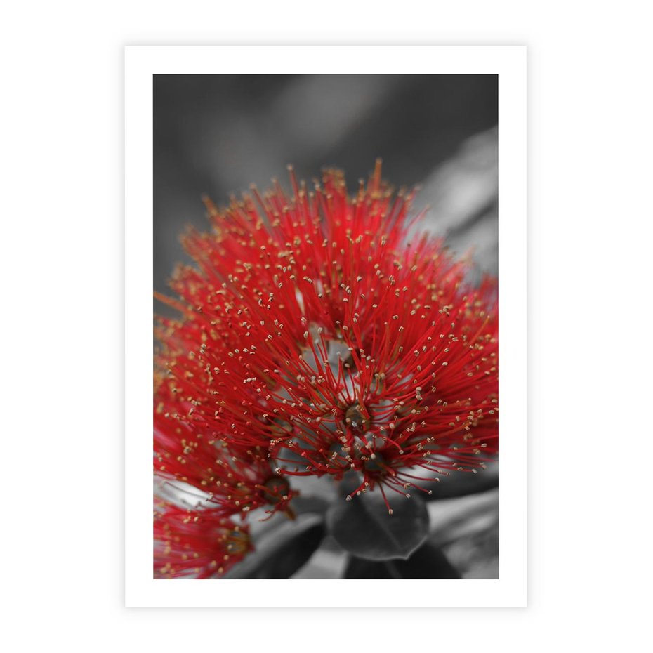 Plakat bez ramy 40x50 - Ukwiał na rafie koralowej - ukwiał, rafa