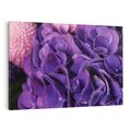 Obraz na płótnie 100x70 - Fioletowa hortensja - kwiaty, hortensja