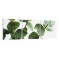 Obraz na płótnie 120x40 - Zielone eukaliptusy - eukaliptus, liście