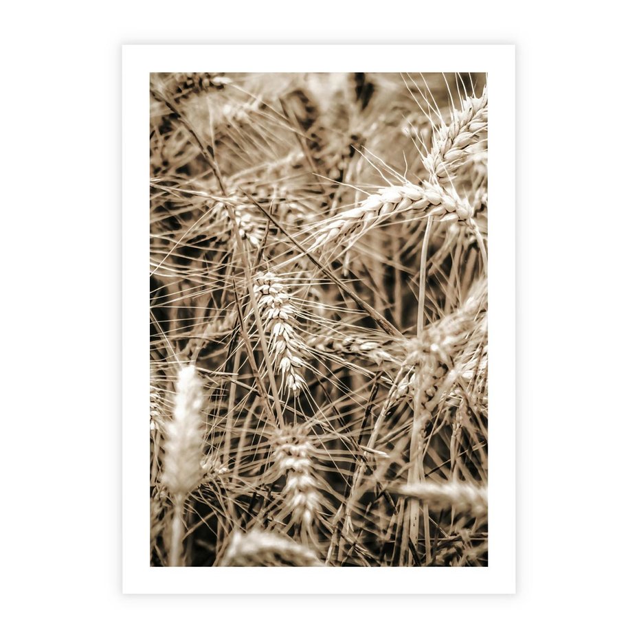 Plakat bez ramy 21x30 - Zbliżenie na Kłosy Zboża - zboża, kłosy zboża