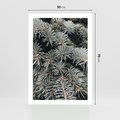 Plakat bez ramy 50x70 - Zima na Gałęziach - sosnowe gałęzie, igły