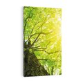 Obraz na płótnie 80x120 - Drzewo pod Słońcem: Łączność z Naturą - drzewo, słońce