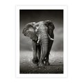 Plakat bez ramy 50x70 - Majestatyczny słoń Afryki - słoń, Afryka